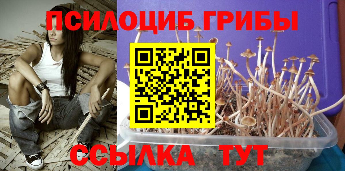 Псилоцибиновые грибы мицелий Великие Луки